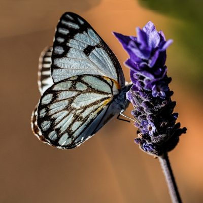 butterfly-g4c3e2dde2_1280